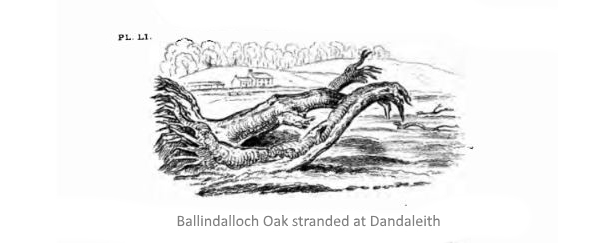 Ballindalloch Oak